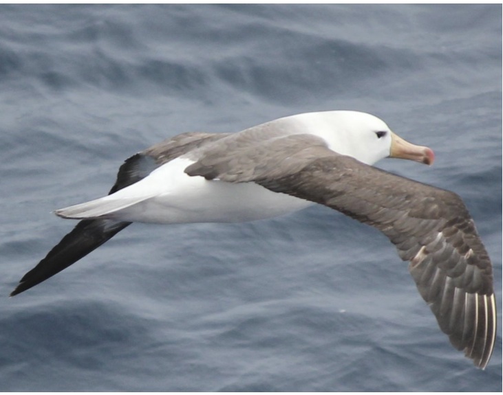 Southern Black-browed Albatross